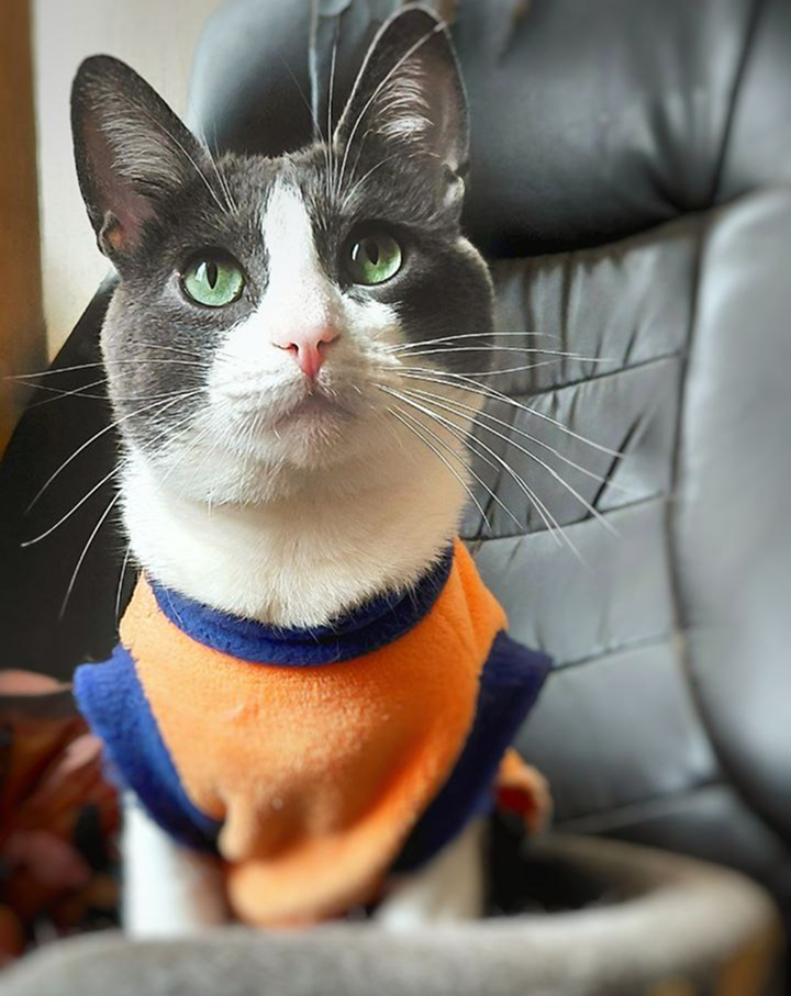 Nico, el gato de Giulios Francis Mendoza Chavez